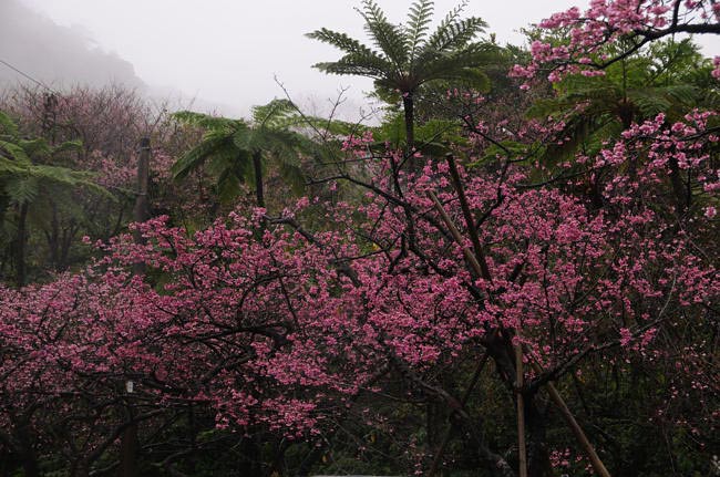 okinawa