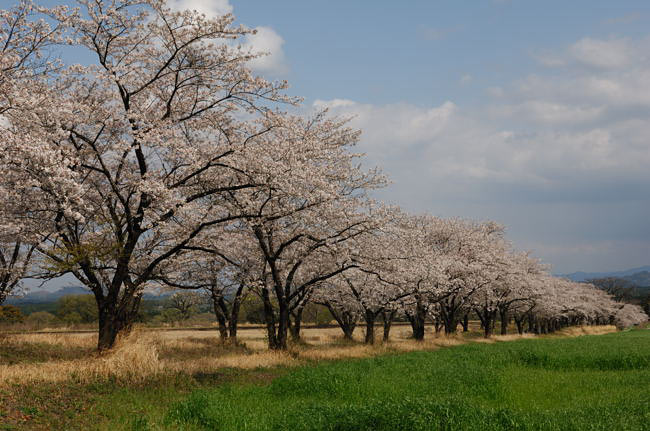 miyazaki