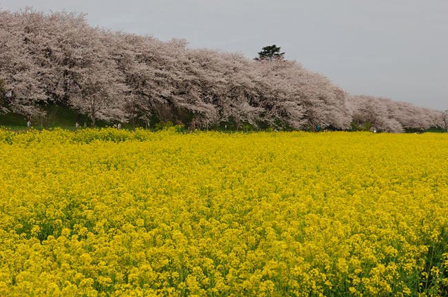 saitama