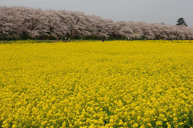 saitama