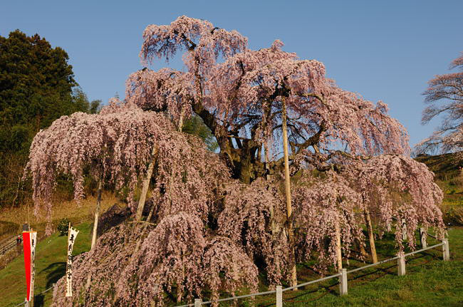 takizakura