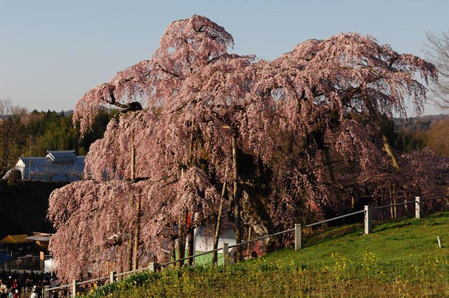 takizakura