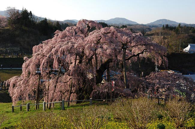 takizakura