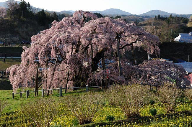 takizakura