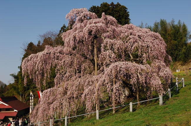 takizakura