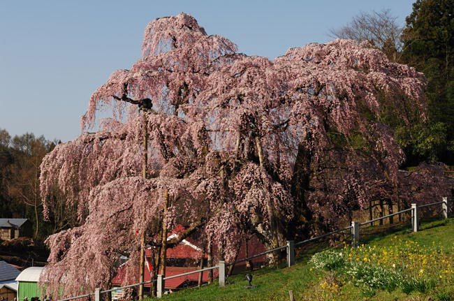 takizakura