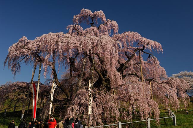 takizakura