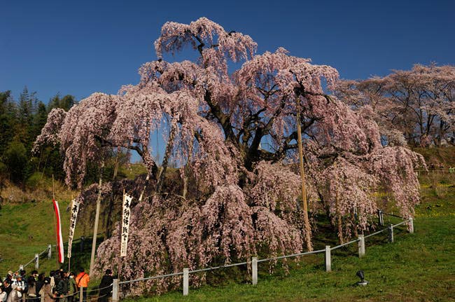 takizakura