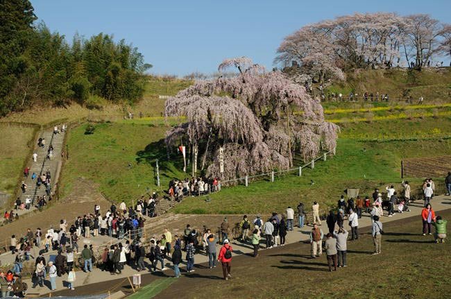 takizakura