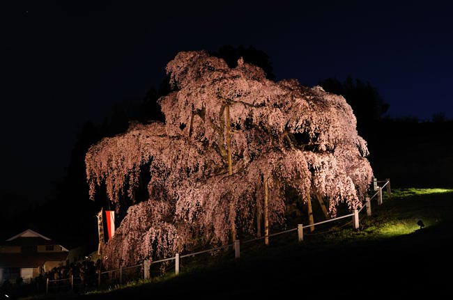 takizakura