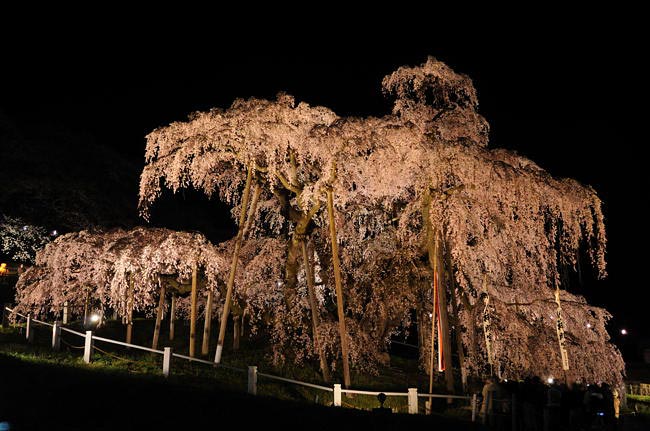 takizakura