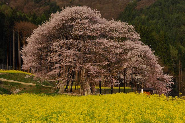 kurobe