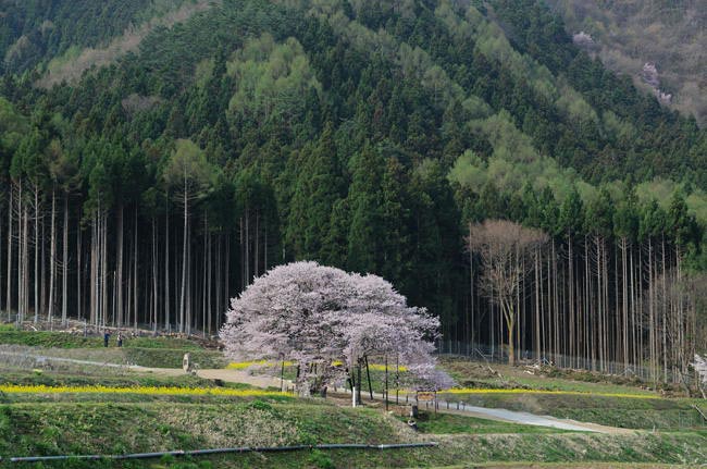 kurobe