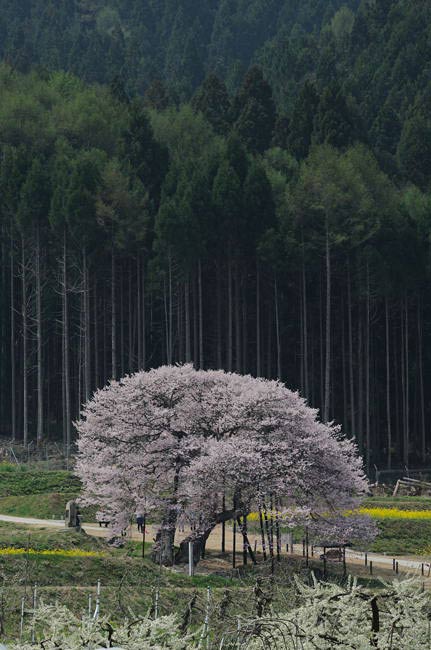 kurobe