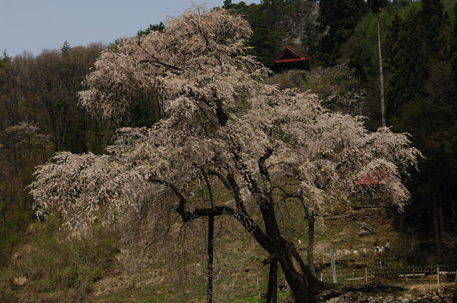 takayama