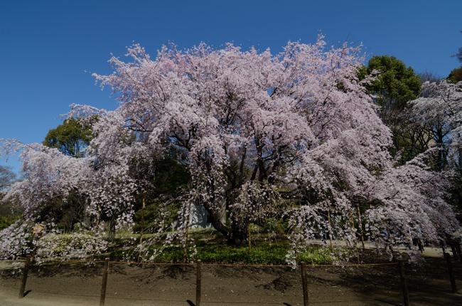 六義園