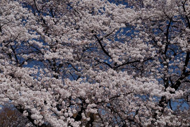 小石川植物園