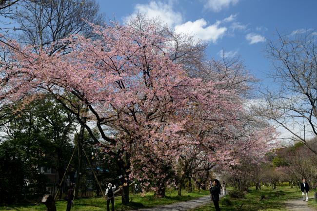 小石川植物園