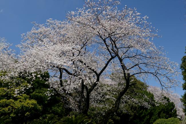 小石川植物園