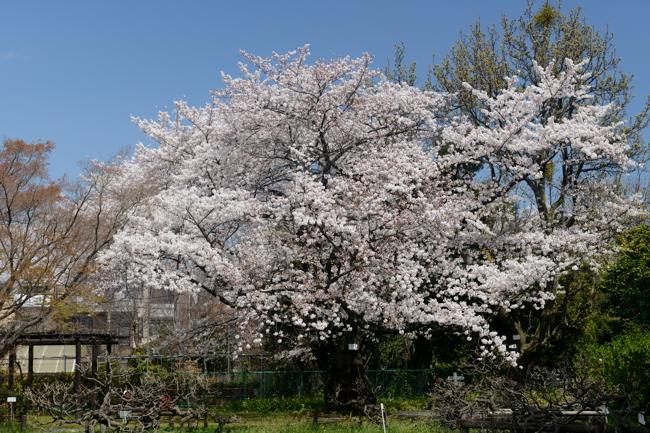 小石川植物園