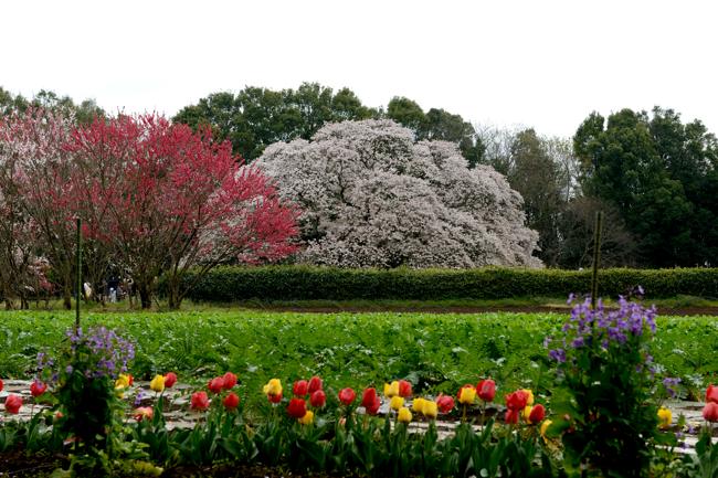 吉高の大桜