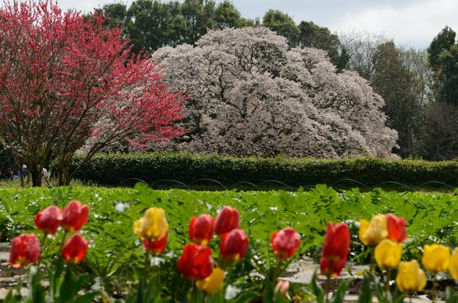 吉高の大桜