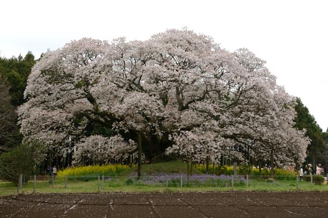 吉高の大桜