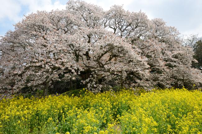 吉高の大桜