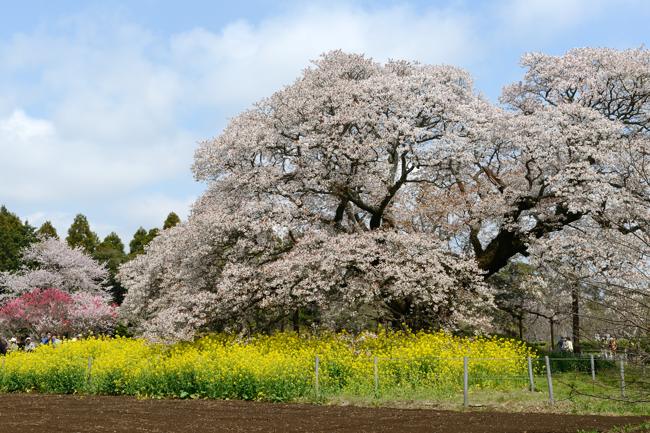 吉高の大桜