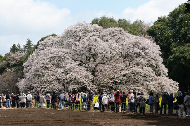 吉高の大桜