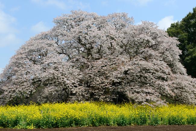 吉高の大桜