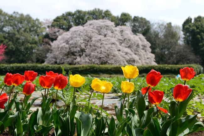 吉高の大桜
