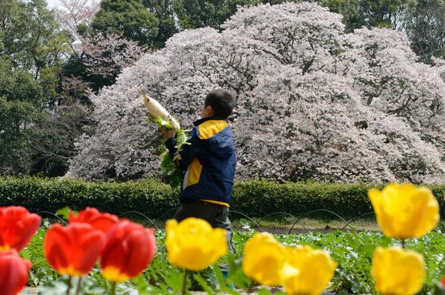 吉高の大桜