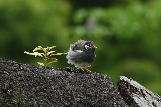 ���N�h��
